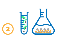 <p><strong><em>Sviluppare nuove metodologie sperimentali di laboratorio</em></strong> per la valutazione dell’efficienza di rimozione dell’arsenico di materiali a base di ferro di origine chimica (nanoferro zerovalente, ferro granulare zerovalente e goethite), e biologica (chitosano, esopolisaccaridi microbici, biochar) in combinazione con batteri arsenico(III) ossidanti.</p>
