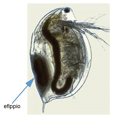 Fig. 1 - Daphnia magna