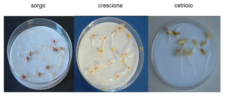 Fig. 5 - Semi di sorgo, crescione e cetriolo dopo l'incubazione.