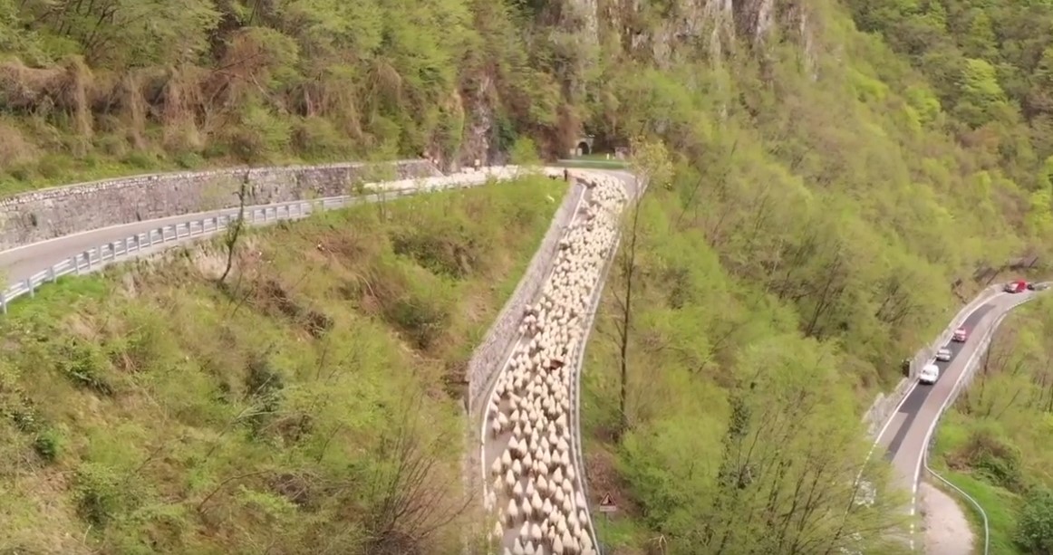 La spettacolare transumanza delle pecore in Veneto