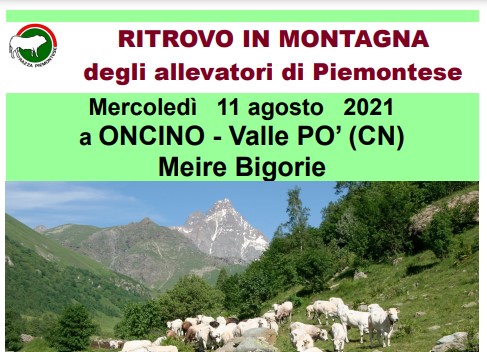 Ritrovo in montagna degli allevatori di Piemontese!!!
