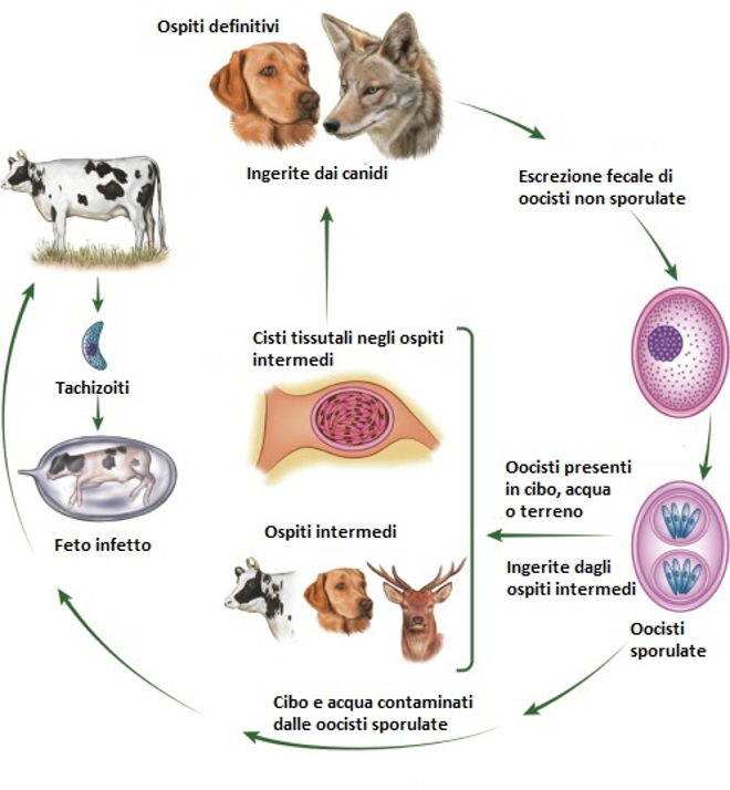 Neospora caninum. Жизненный цикл саркоцисты. Саркоцистоз жизненный цикл. Жизненный цикл саркоспоридий.