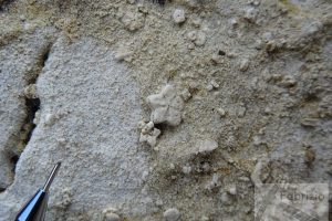 Crinoidal grainstone with pentacrinus