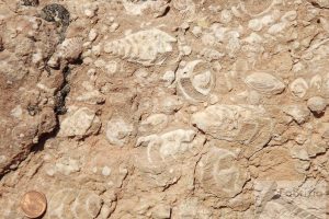 Bioclastic rudstone with gastropods, Cretaceous, Iran