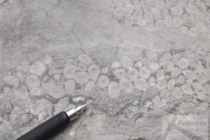 Oncoids Triassic limestone