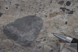 Braccia with black pebbles, Jurassic, Sardinia
