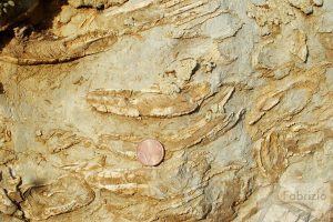 Rudist buildup, Cretaceous, Sardinia