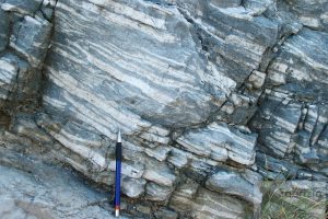 Limestone with Lithiotis bivalves