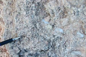 Bioclastic rudstone with foraminifera and bivalves, Miocene, Bonifacio, Corsica