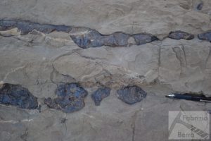 Chert nodules Cretaceous Iran