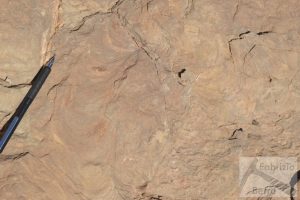 Zoophycos bioturbation in sandy limestone, Cretaceous, Iran