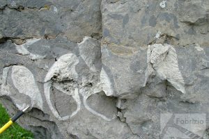 Limestone with megalodontids, Triassic