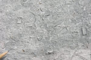 Bioclastic rudstone with crinoids and bivalves, Triassic