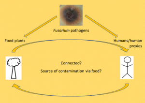 Cycle of fungi infection