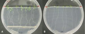 Influence of PGPB on plants. Bacterised (A) vs. unbacterised (B)
