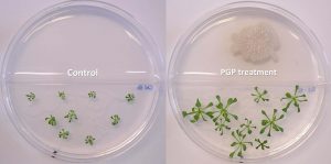 Influence of Plant Growth Promoting Bacteria (PGPB) on plants