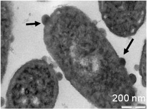 P. aeruginosa ATCC 10145 exposed to chlorhexidine