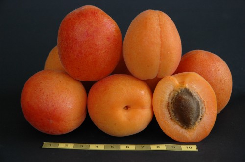 Bora fruits