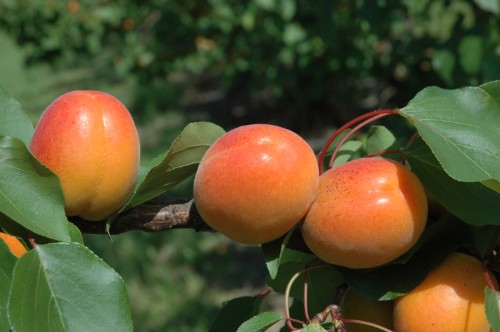 Bora fruits on tree 1