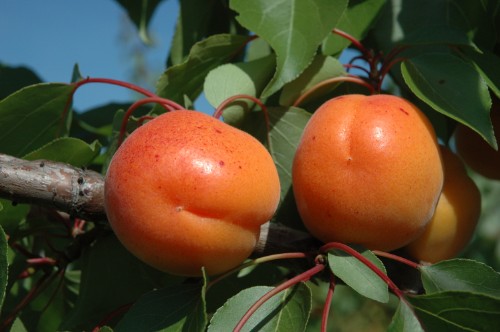 Bora fruits on tree 2