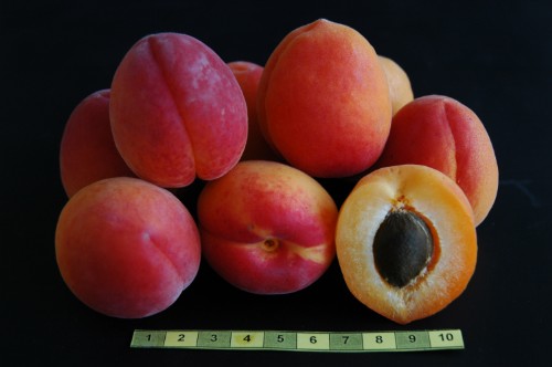 Gemma fruits