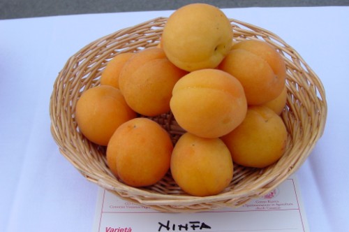 Ninfa fruits 2