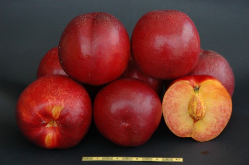 REBUS028 fruits