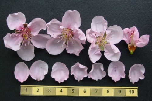 Rebus 195 flowers