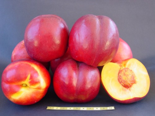 Rebus 195 fruits