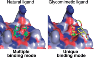 Structure of a glycomimetic ligand in the carbohydrate recognition domain of C-type lectin DC-SIGN. Structural requirements for selectivity and ligand design 