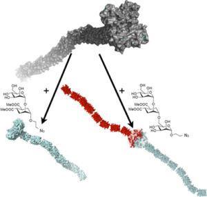 Unique DC-SIGN clustering activity of a small glycomimetic: A lesson for ligand design