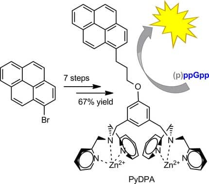 Optimised Synthesis of the Bacterial Magic Spot (p)ppGpp Chemosensor PyDPA