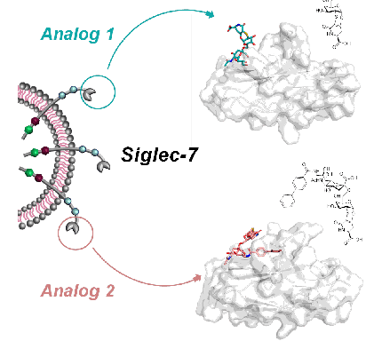 Tumor Carbohydrate Associated Antigen Analogs as Potential Binders for Siglec-7