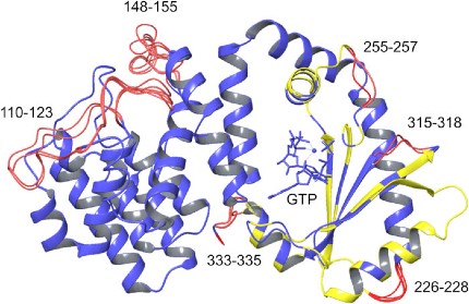 Homology Model of a Catalytically Competent Bifunctional Rel Protein