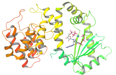 3D Structure of the bacterial stress response protein RelSeq